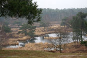 Nationaal Park De Maasduinen