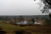 Nationaal Park De Maasduinen