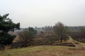 Nationaal Park De Maasduinen