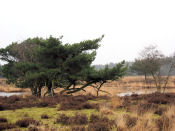 Nationaal Park De Maasduinen