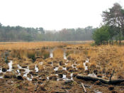 Nationaal Park De Maasduinen