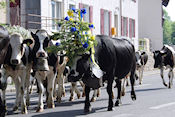Koeien door Vallorbe