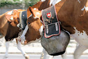 Koeien door Vallorbe