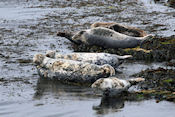 Zeehonden langs de kust