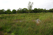 Brackagh Moss National Nature Reserve