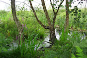 Brackagh Moss National Nature Reserve