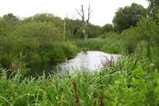 Brackagh Moss National Nature Reserve