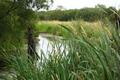 Brackagh Moss National Nature Reserve