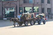 Ezeltje in Luxor