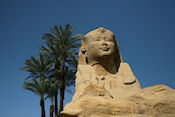 Een van de sphinxen langs de laan naar Luxor Tempel