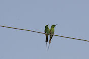 Kleine Groene Bijeneter