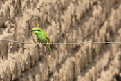 Kleine Groene Bijeneter