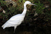 Kleine zilverreiger 