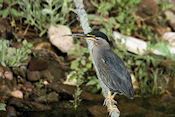 Groene reiger