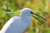 Kleine zilverreiger