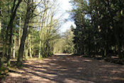 Het bos van de Kluiszenaar in het Spanderbos  