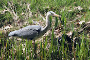 Reiger heeft watersalamander gevangen 