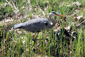 Reiger heeft watersalamander gevangen 