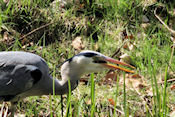  Reiger eet watersalamander