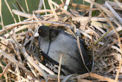Meerkoet op nest 