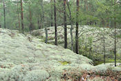    Onderweg in Bjrnnsets naturreservat  