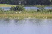  Kraanvogels in Bjrnnsets naturreservat  