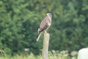   Buizerd 