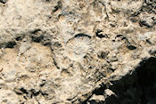  Fossiele afdruk langs de rivier  