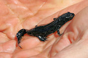   Kleine watersalamander    