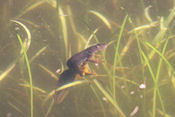   Kleine watersalamander   