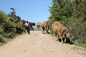   Boer onderweg met zijn koeien bij Tella   