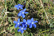   Gentiana 