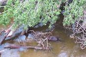   Bever knaagt deze tak in mum van tijd door    