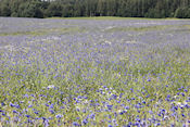  Veld voor korenbloemen    