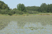  Vogelspotplek bij Iggelbo      